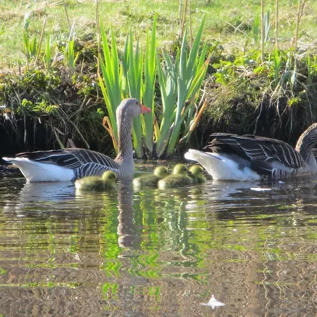 Privat bolig Sielanka - I Pod Leba Zarnowska